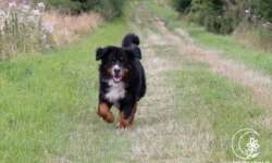 Hundeglück ist bei der Tour garantiert Hundeglück ist bei der Tour garantiert