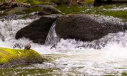 Wasseramsel im Bodetal bei Thale Wasseramsel im Bodetal bei Thale