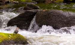 Wasseramsel im Bodetal bei Thale Wasseramsel im Bodetal bei Thale