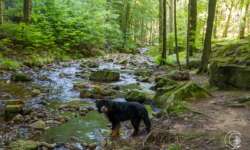 Toller Spaziergang auch für Hunde im Ilsetal Toller Spaziergang auch für Hunde im Ilsetal