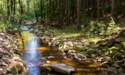 Bachromantik im Ilsetal Bachromantik im Ilsetal