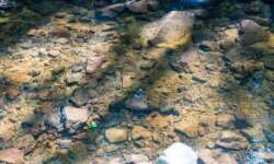 Bachromantik im Ilsetal Bachromantik im Ilsetal