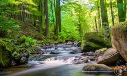 Bachromantik im Ilsetal Bachromantik im Ilsetal