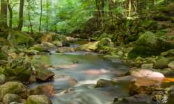 Bachromantik im Ilsetal Bachromantik im Ilsetal