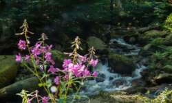 Bachromantik im Ilsetal Bachromantik im Ilsetal