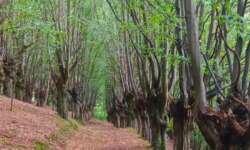 Wanderweg durch den Charakterbaum Hainbuchenwald Gieboldehausen Wanderweg durch den Charakterbaum Hainbuchenwald Gieboldehausen