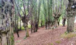 Wanderweg durch den Charakterbaum Hainbuchenwald Gieboldehausen Wanderweg durch den Charakterbaum Hainbuchenwald Gieboldehausen