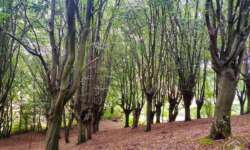 Wanderweg durch den Charakterbaum Hainbuchenwald Gieboldehausen Wanderweg durch den Charakterbaum Hainbuchenwald Gieboldehausen