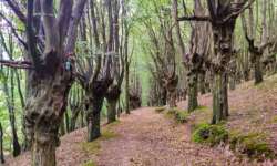 Wanderweg durch den Charakterbaum Hainbuchenwald Gieboldehausen Wanderweg durch den Charakterbaum Hainbuchenwald Gieboldehausen