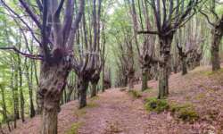 Wanderweg durch den Charakterbaum Hainbuchenwald Gieboldehausen Wanderweg durch den Charakterbaum Hainbuchenwald Gieboldehausen