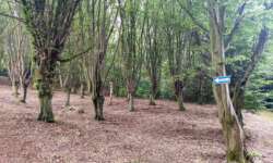 Hainbuchenwald Gieboldehausen Hainbuchenwald Gieboldehausen