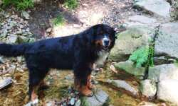 Der Cacherhund beim Geocaching im Harz Der Cacherhund beim Geocaching im Harz