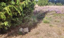 Cache-Versteck Cache-Versteck