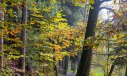 Wanderung durch die Schwarzachklamm im Nürnberger Land Wanderung durch die Schwarzachklamm im Nürnberger Land