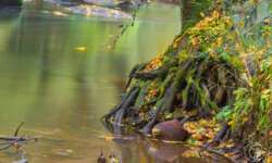 Baumwurzel in der Schwarzach im Nürnberger Land Baumwurzel in der Schwarzach im Nürnberger Land
