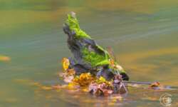 Baumwurzel in der Schwarzach im Nürnberger Land Baumwurzel in der Schwarzach im Nürnberger Land