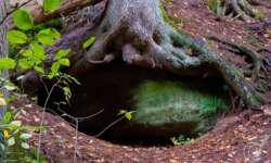 Baumwurzel in der Schwarzachklamm im Nürnberger Land Baumwurzel in der Schwarzachklamm im Nürnberger Land