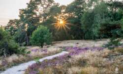 Auf der Lüneburger Heide - Geocaching Wanderung durchs Naturschutzgebiet während der Heideblüte Auf der Lüneburger Heide - Geocaching Wanderung durchs Naturschutzgebiet während der Heideblüte