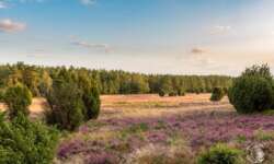 Auf der Lüneburger Heide - Geocaching Wanderung durchs Naturschutzgebiet während der Heideblüte Auf der Lüneburger Heide - Geocaching Wanderung durchs Naturschutzgebiet während der Heideblüte