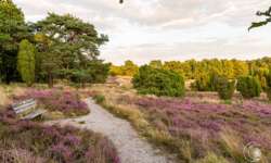 Auf der Lüneburger Heide - Geocaching Wanderung durchs Naturschutzgebiet während der Heideblüte Auf der Lüneburger Heide - Geocaching Wanderung durchs Naturschutzgebiet während der Heideblüte