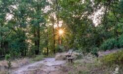 Auf der Lüneburger Heide - Geocaching Wanderung durchs Naturschutzgebiet während der Heideblüte Auf der Lüneburger Heide - Geocaching Wanderung durchs Naturschutzgebiet während der Heideblüte