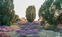 Lüneburger Heide - Geocaching Wanderung durchs Naturschutzgebiet während der Heideblüte Lüneburger Heide - Geocaching Wanderung durchs Naturschutzgebiet während der Heideblüte