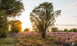 Lüneburger Heide - Geocaching Wanderung durchs Naturschutzgebiet während der Heideblüte Lüneburger Heide - Geocaching Wanderung durchs Naturschutzgebiet während der Heideblüte