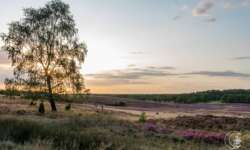 Lüneburger Heide - Geocaching Wanderung durchs Naturschutzgebiet während der Heideblüte Lüneburger Heide - Geocaching Wanderung durchs Naturschutzgebiet während der Heideblüte