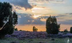 Lüneburger Heide - Geocaching Wanderung durchs Naturschutzgebiet während der Heideblüte Lüneburger Heide - Geocaching Wanderung durchs Naturschutzgebiet während der Heideblüte