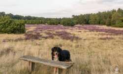 Lüneburger Heide - Geocaching Wanderung durchs Naturschutzgebiet während der Heideblüte Lüneburger Heide - Geocaching Wanderung durchs Naturschutzgebiet während der Heideblüte