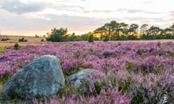 Lüneburger Heide - Geocaching Wanderung durchs Naturschutzgebiet während der Heideblüte Lüneburger Heide - Geocaching Wanderung durchs Naturschutzgebiet während der Heideblüte