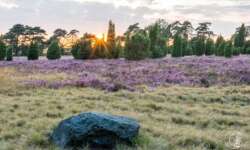 Lüneburger Heide - Geocaching Wanderung durchs Naturschutzgebiet während der Heideblüte Geocaching Wanderung durchs Naturschutzgebiet während der Heideblüte