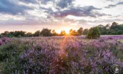 Geocaching Wanderung durchs Naturschutzgebiet während der Heideblüte Geocaching Wanderung durchs Naturschutzgebiet während der Heideblüte