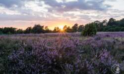 Geocaching Wanderung durchs Naturschutzgebiet während der Heideblüte Geocaching Wanderung durchs Naturschutzgebiet während der Heideblüte