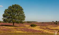 Geocaching Wanderung durchs Naturschutzgebiet während der Heideblüte Geocaching Wanderung durchs Naturschutzgebiet während der Heideblüte