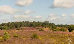 Geocaching Wanderung durchs Naturschutzgebiet während der Heideblüte Geocaching Wanderung durchs Naturschutzgebiet während der Heideblüte