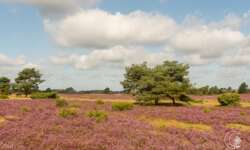 Geocaching Wanderung durchs Naturschutzgebiet während der Heideblüte Geocaching Wanderung durchs Naturschutzgebiet während der Heideblüte