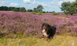 Geocaching Wanderung durchs Naturschutzgebiet während der Heideblüte Geocaching Wanderung durchs Naturschutzgebiet während der Heideblüte