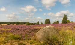 Geocaching Wanderung durchs Naturschutzgebiet während der Heideblüte Geocaching Wanderung durchs Naturschutzgebiet während der Heideblüte
