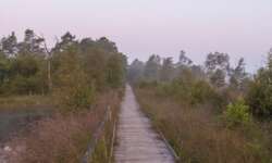 Pietzmoor-Spaziergang bei Schneverdingen in der Lüneburger Heide Pietzmoor-Spaziergang bei Schneverdingen in der Lüneburger Heide