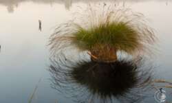 Sonnenaufgang bei Schneverdingen in der Lüneburger Heide Sonnenaufgang bei Schneverdingen in der Lüneburger Heide