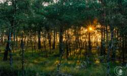 Sonnenaufgang bei Schneverdingen in der Lüneburger Heide Sonnenaufgang bei Schneverdingen in der Lüneburger Heide
