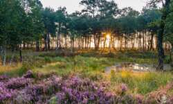 Sonnenaufgang bei Schneverdingen in der Lüneburger Heide Sonnenaufgang bei Schneverdingen in der Lüneburger Heide