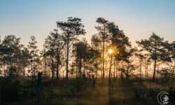 Sonnenaufgang bei Schneverdingen in der Lüneburger Heide Sonnenaufgang bei Schneverdingen in der Lüneburger Heide