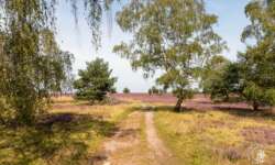 Die Lüneburger Heide in der Heideblüte Die Lüneburger Heide in der Heideblüte
