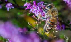 Biene an Heidekraut in der Lüneburger Heide Biene an Heidekraut in der Lüneburger Heide