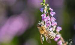 Biene an Heidekraut in der Lüneburger Heide Biene an Heidekraut in der Lüneburger Heide