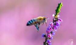 Biene an Heidekraut in der Lüneburger Heide Biene an Heidekraut in der Lüneburger Heide