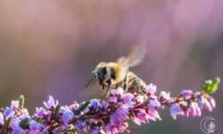 Biene an Heidekraut in der Lüneburger Heide Biene an Heidekraut in der Lüneburger Heide