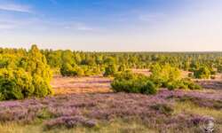 Wanderung zum Totengrund im Naturschutzgebiet Lüneburger Heide Wanderung zum Totengrund im Naturschutzgebiet Lüneburger Heide